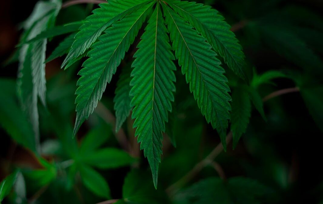 Why Try Cannabis?