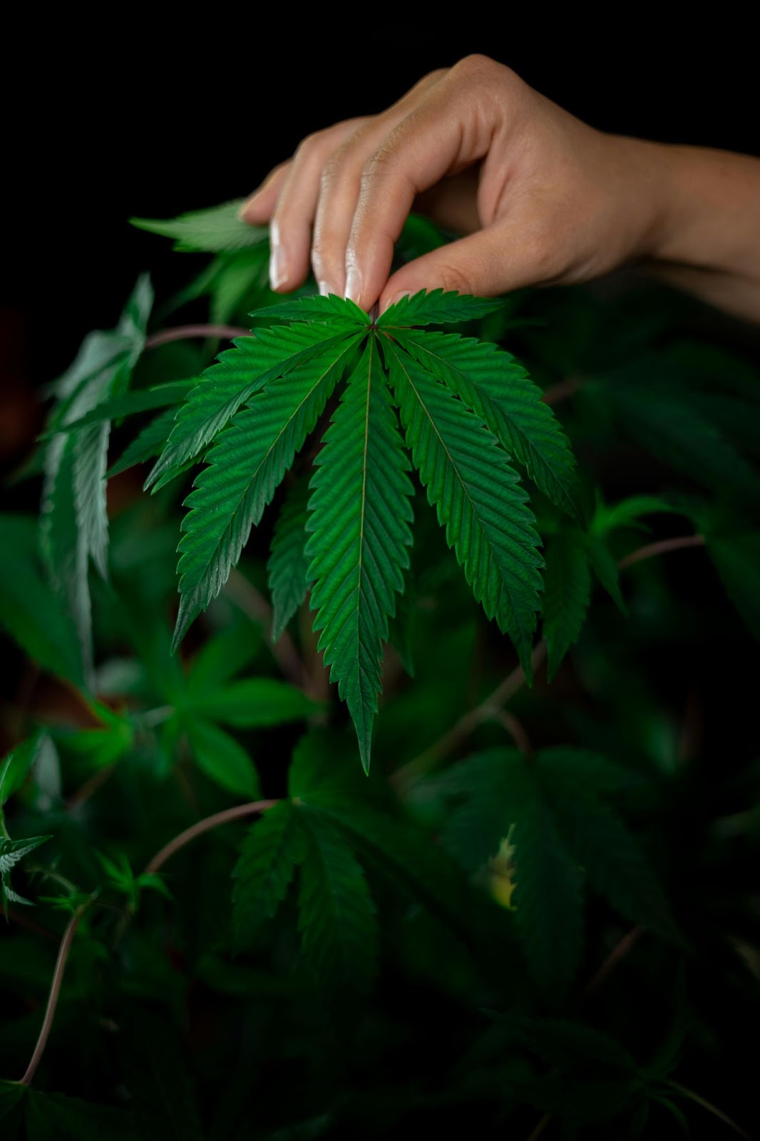 Why Try Cannabis