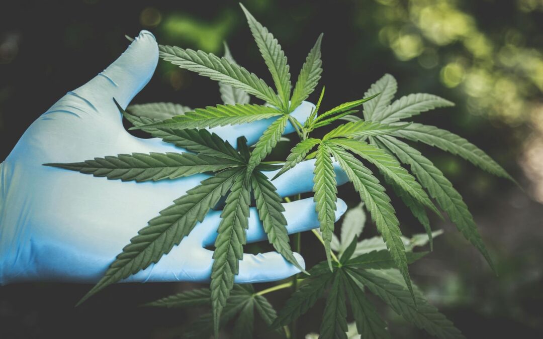 Breaking the Stigma: How Cannabis Is Gaining Mainstream Acceptance
