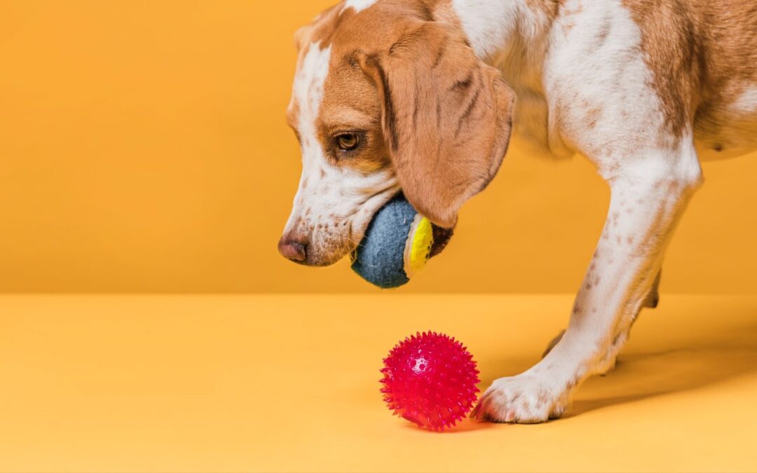 What Makes a Pet Brand Unforgettable