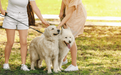 Choosing Between Fresh, Raw and Kibble Dog Food: A Detailed Comparison