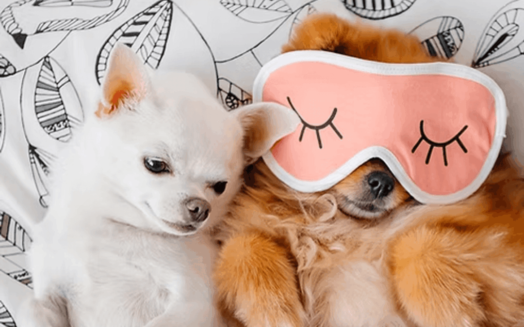 Empowering a Pet Care Vision with Heartfelt Content