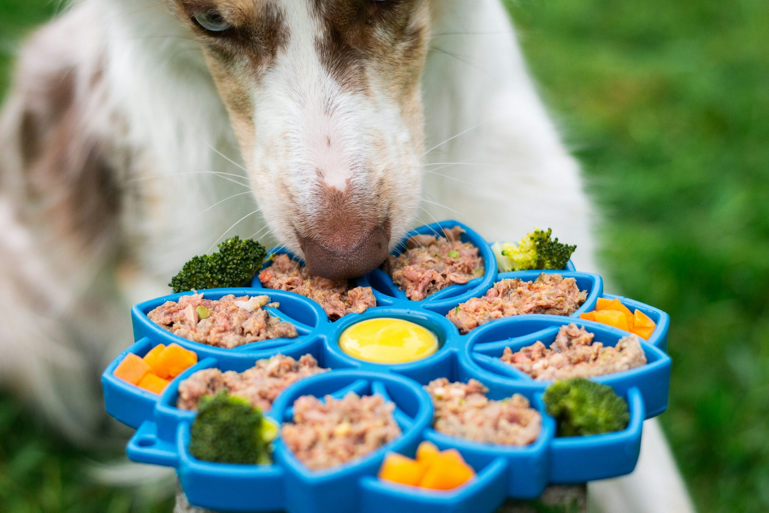 Why ‘Humanization’ in Pet Food Is Only Half the Story