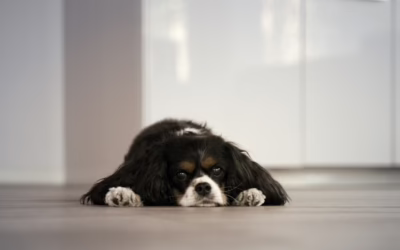 The Space Between: How Pet Brands Can Show Up When Families Grieve